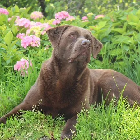 By Josef Lanzinger Apartment