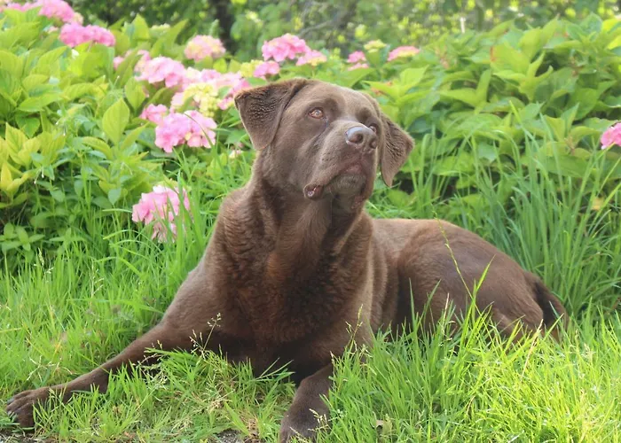 By Josef Lanzinger Apartment